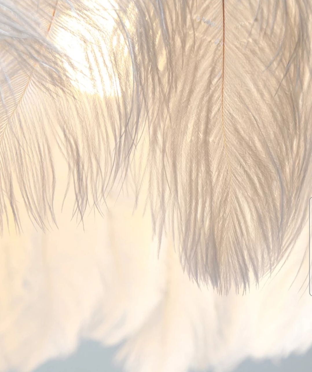 Lampa Sufitowa Z Piórami Boho App662 Złota 4